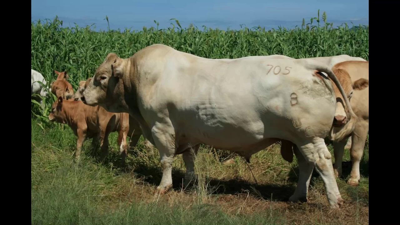 Koperkop Hugenoot Stoet
