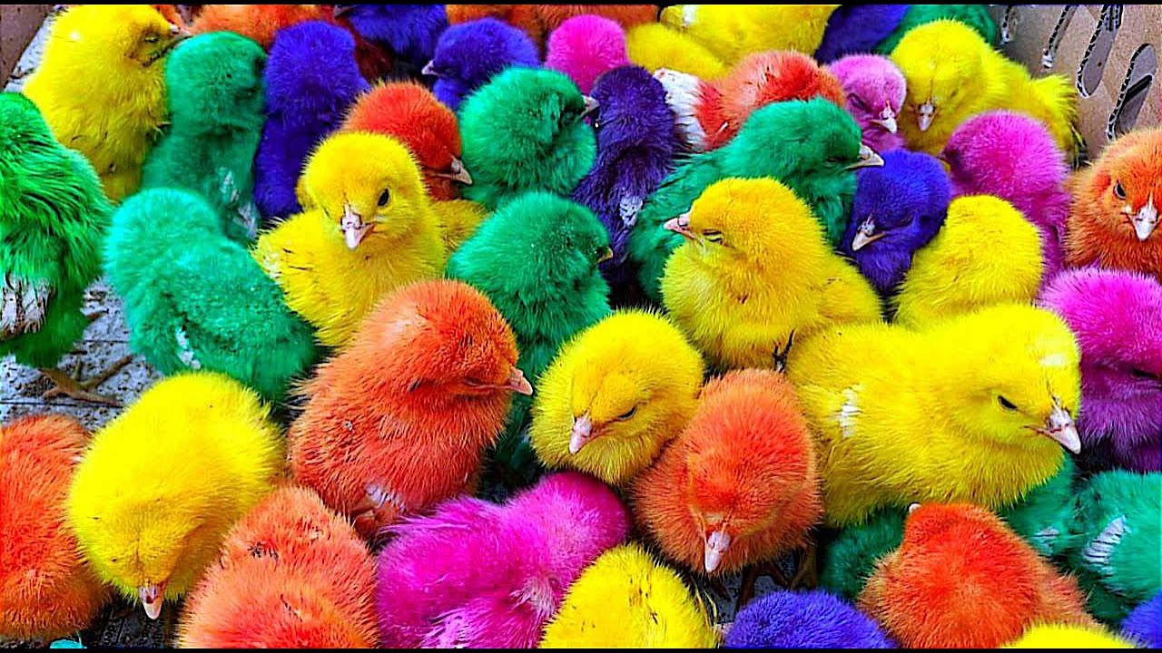 World Cute Chickens, Colorful Chickens,-Rainbows Chickens, Cute Ducks