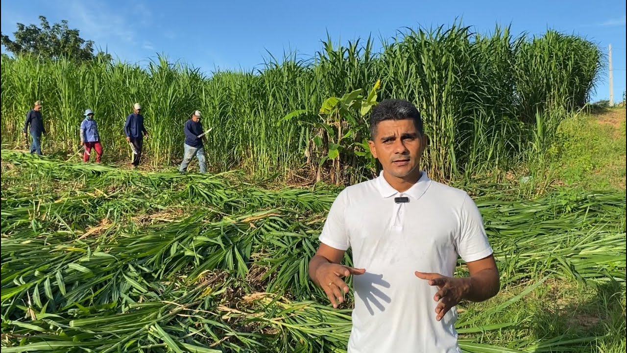 Corte e considerações técnicas pra fazer silagem pré-secada de capim BRS Capiaçu