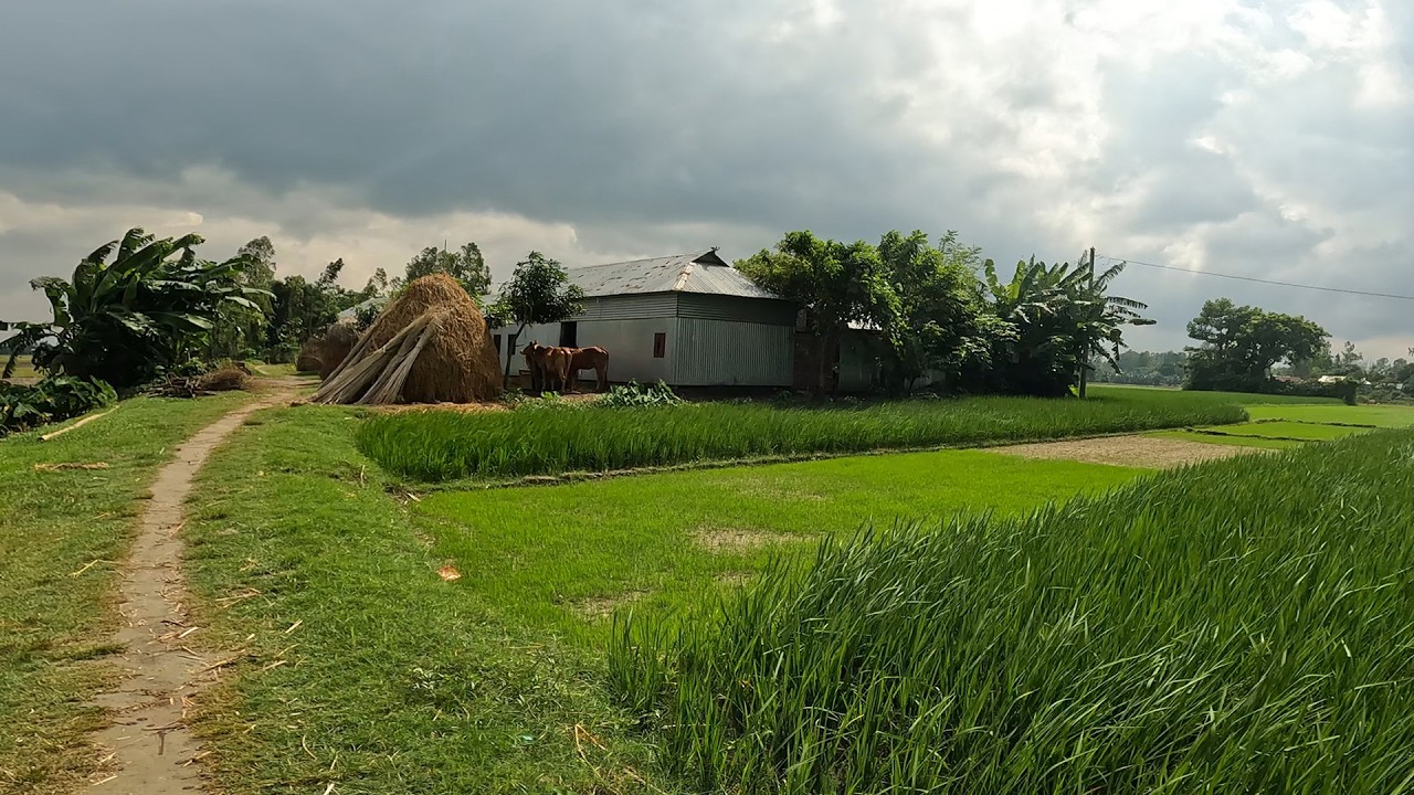 যমুনার বুকে দুর্গম চরের সৌন্দর্য ও চরের মানুষের জীবন। চর শিশুয়া। Bangladeshi Village Life in Char