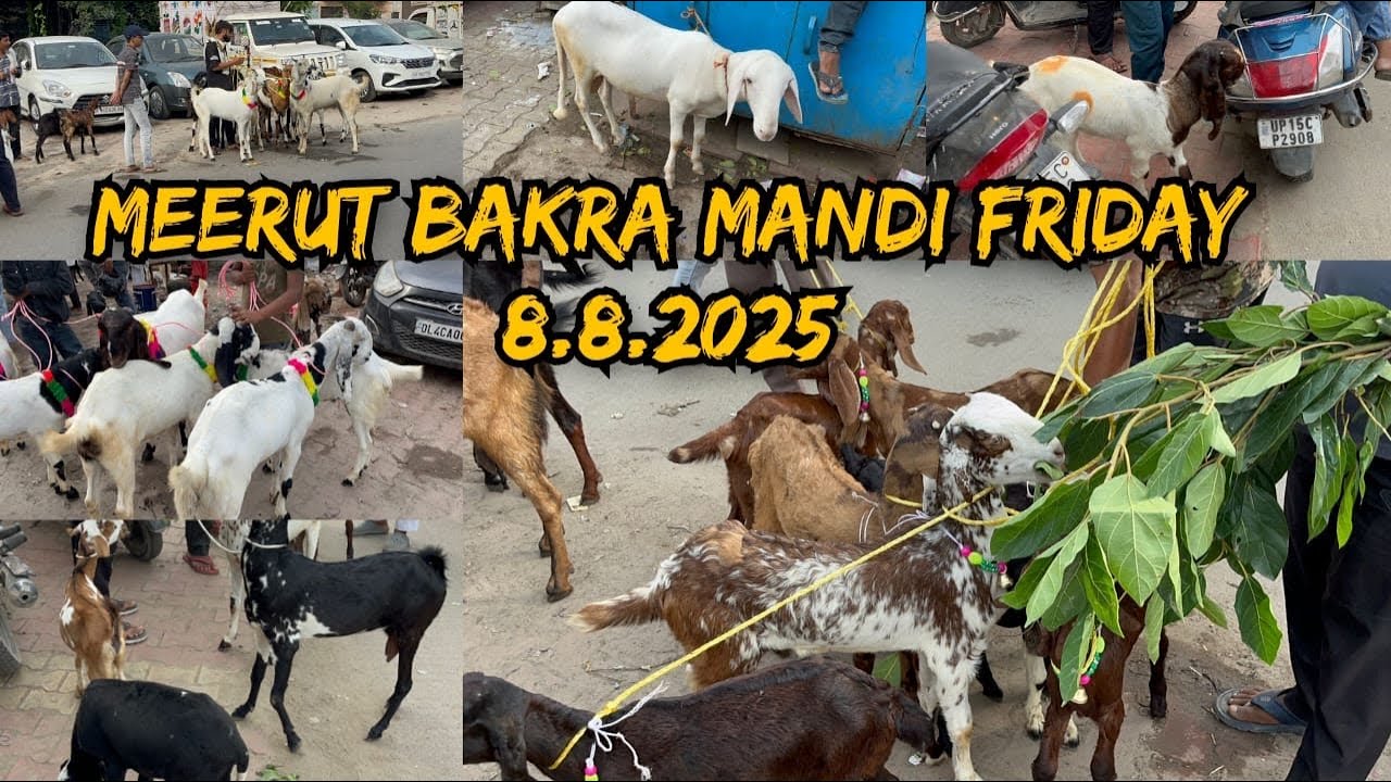 Meerut Bakra Mandi 8 August 2025 #viralvideo #goat #azharvlogs #animals #bakramandi #meerut #viral 