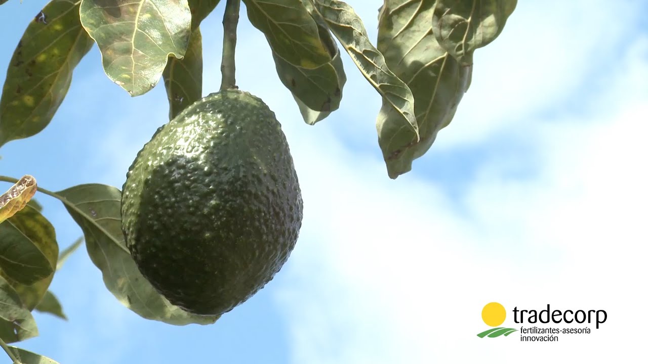 Prácticas Culturales: Aguacate,Tipos de Poda