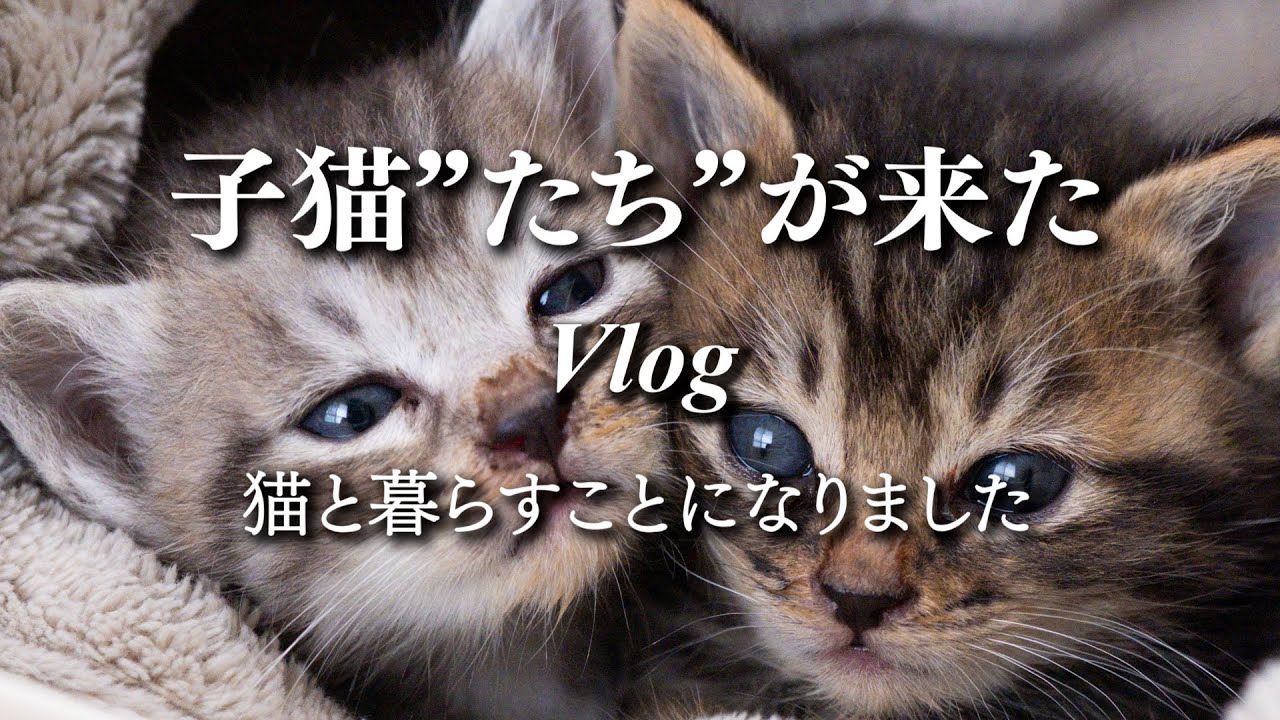 子猫を飼い始めました【Vlog 】猫のいる生活｜夫婦ふたり暮らし｜日常｜ペット｜キジトラ｜サバトラ｜