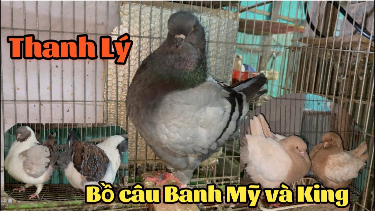 Это последние пары декоративных голубей, спасибо за вашу поддержку!