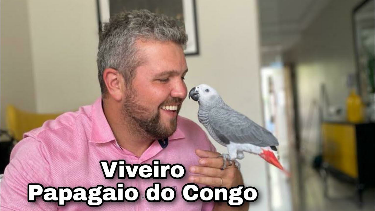 Viveiro para Papagaio do Congo