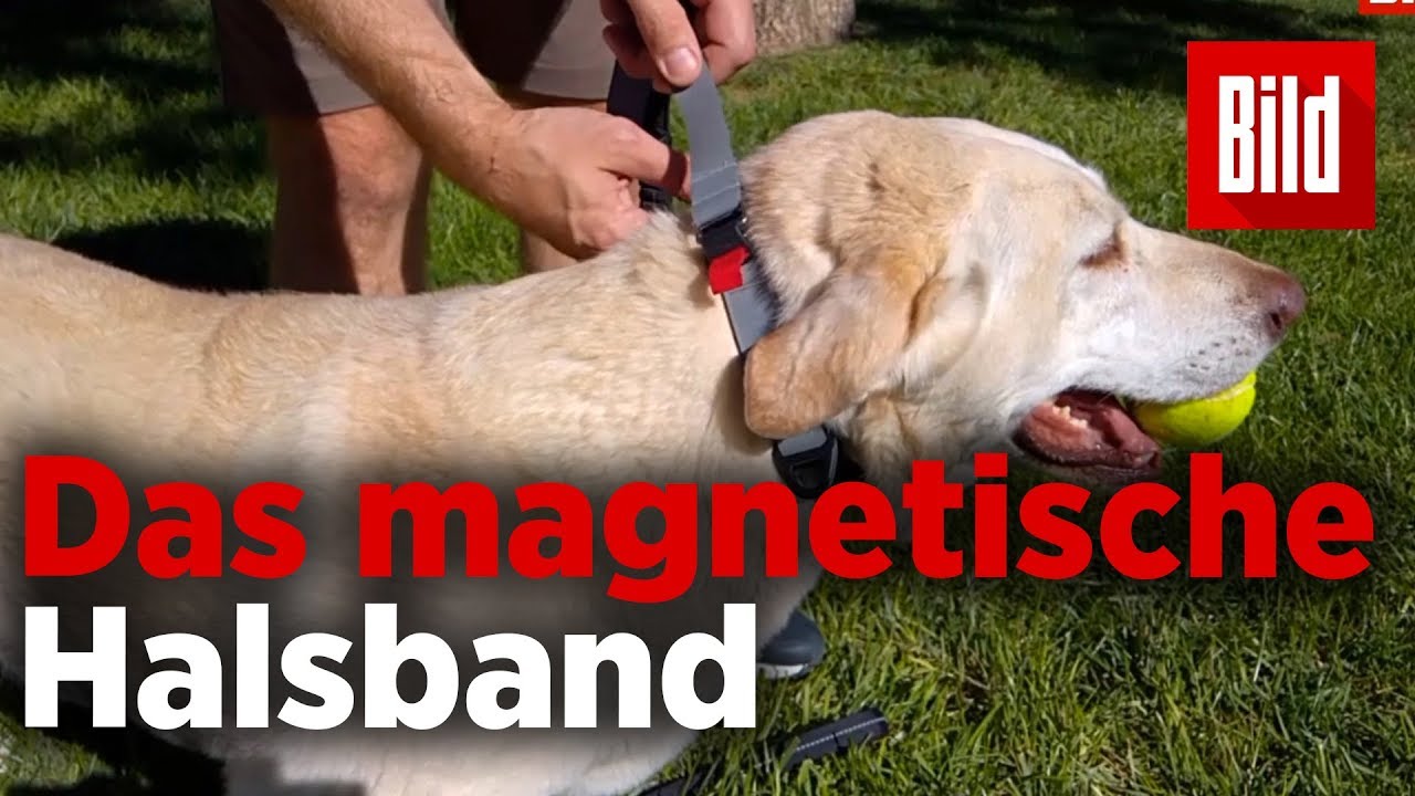 Braucht DAS jeder Hundebesitzer?