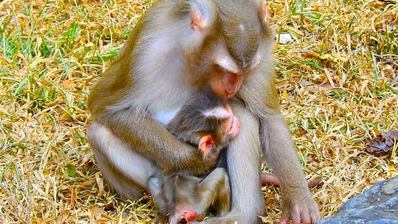 Monkey Loyce Loves Caring for Baby Lucan in a Peaceful Way