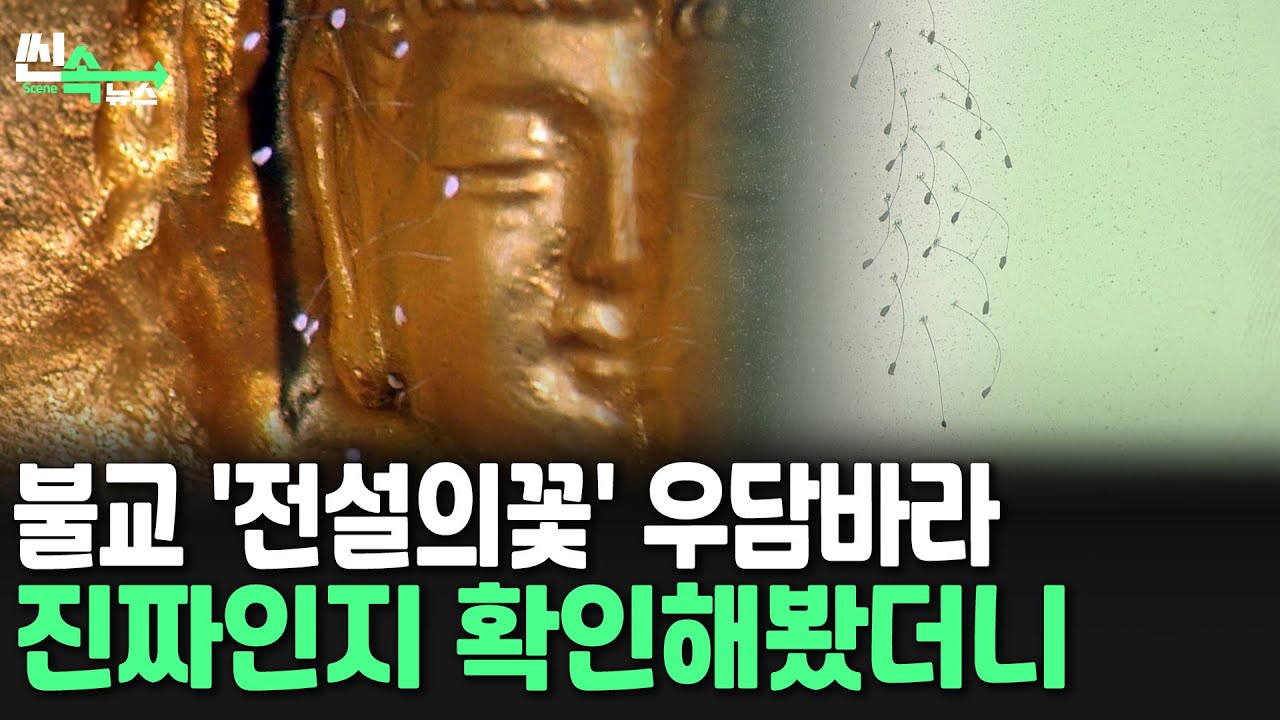 [씬속뉴스] 3천년에 한 번 핀다는 우담바라…서울 조계사 인근에?!  / 연합뉴스TV (YonhapnewsTV)