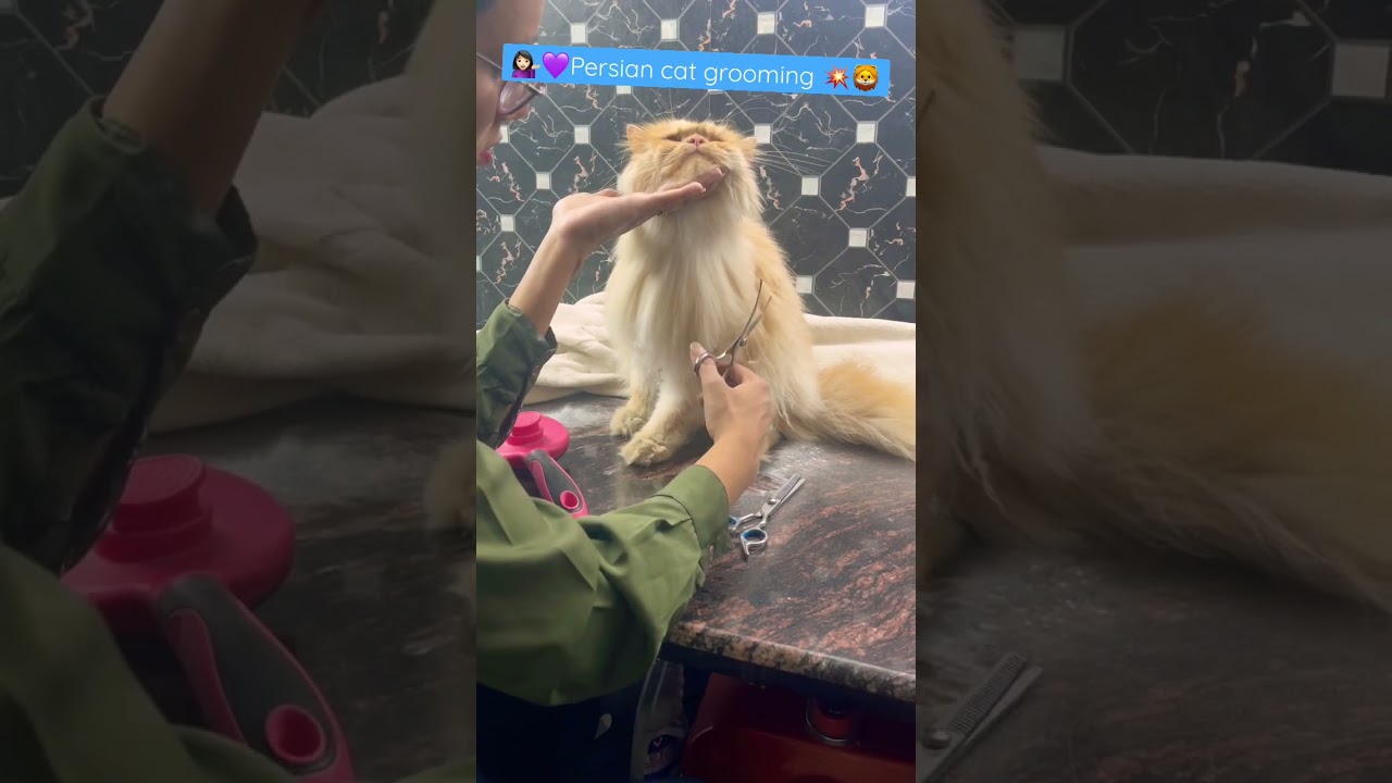 Persian cat grooming heavy coat 😍🫣💰 #catsbae #shorts