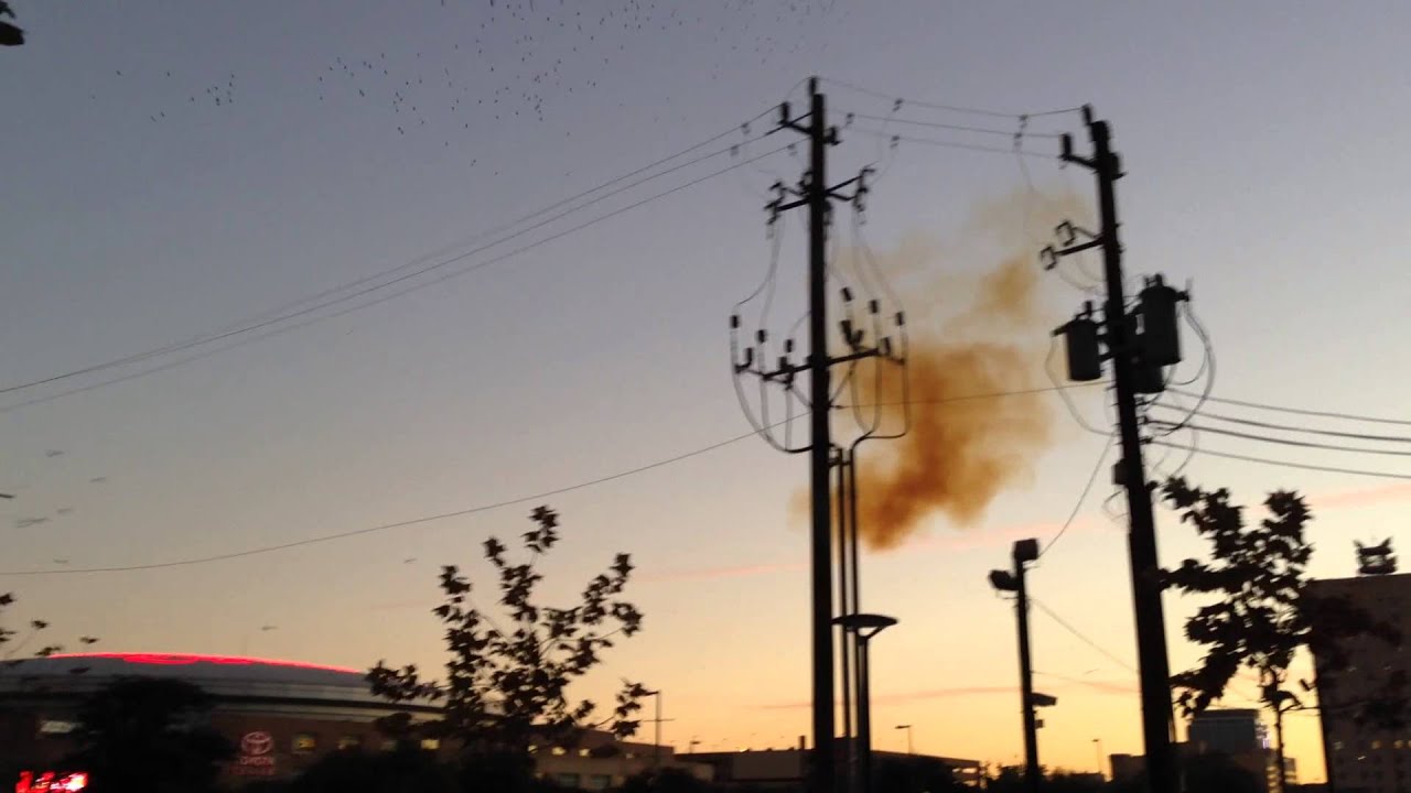 Birds make a power transformer 