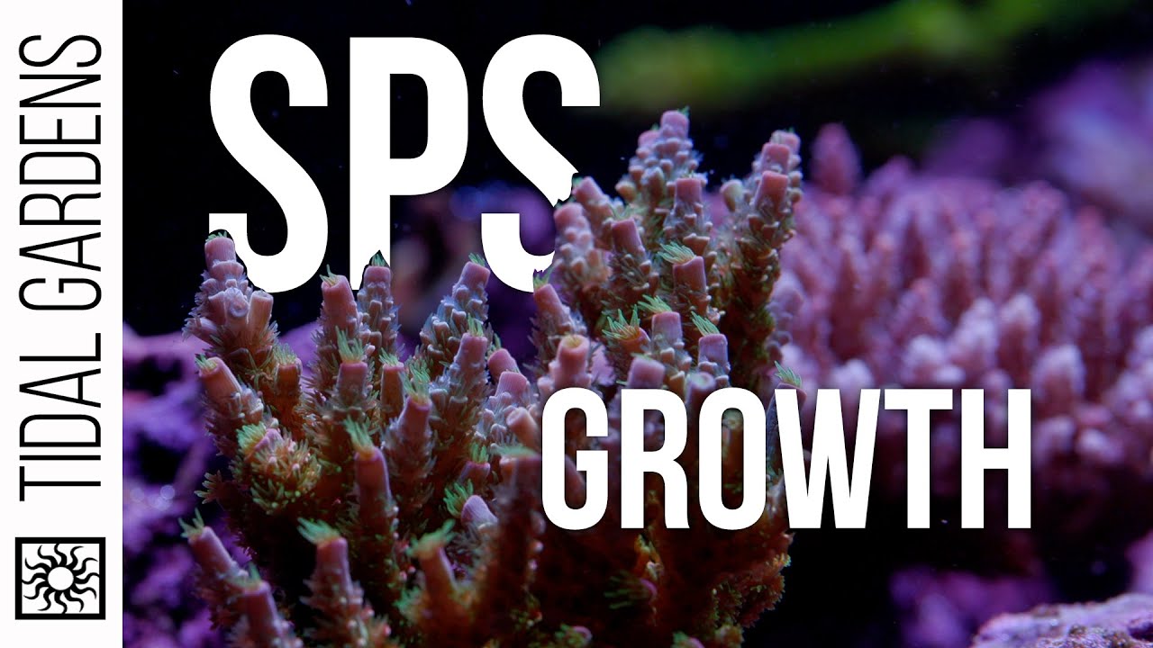 Почти год роста Acropora! SPS Show Tank — Эпизод 7
