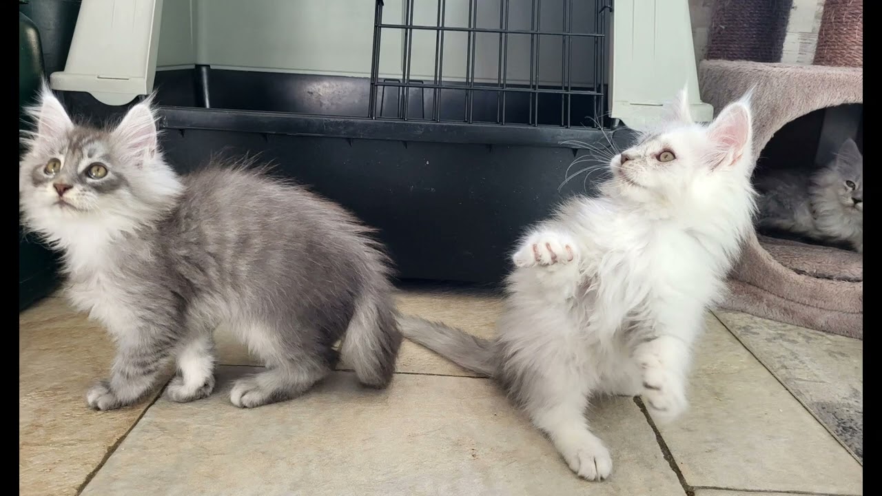 The Maine Coon kittens 