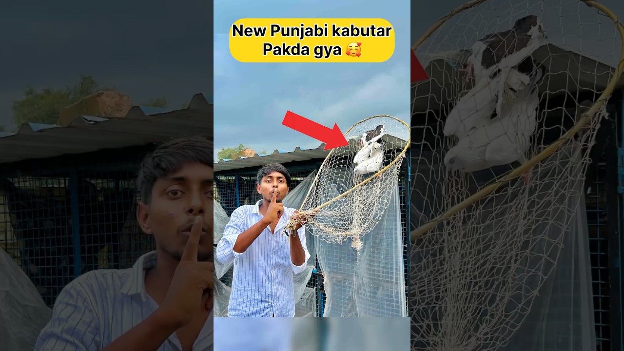 New Punjabi kabutar pakda gya 🕊️🥰 #shorts #viral #pigeon