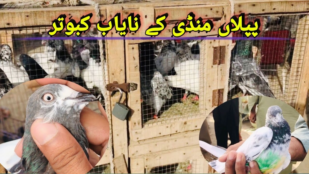 Piplan kabootar mandi #piplan