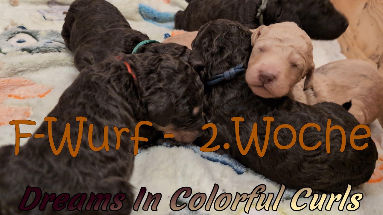 F Wurf - Woche 2 unserer Großpudel-Welpen 🐩
