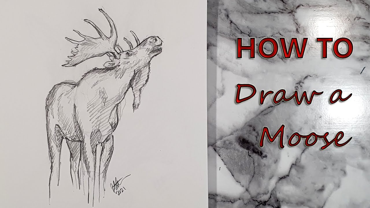 How to draw a realistic moose