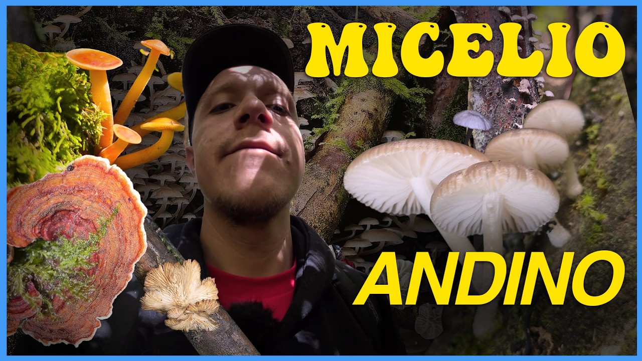 MICELIO ANDINO - Búsqueda e identificación de hongos
