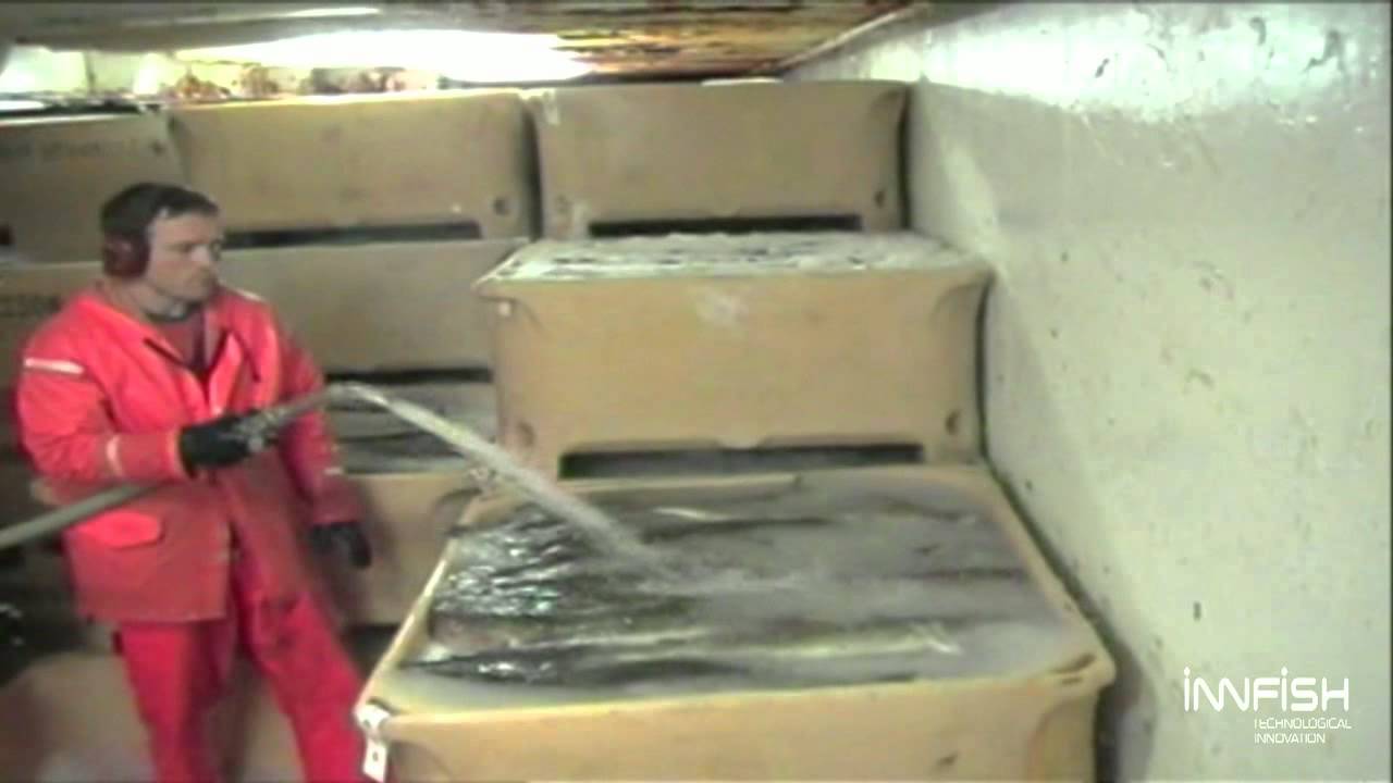 Enfriamiento y conservación de pescado con hielo liquido - chilling fish with flow ice