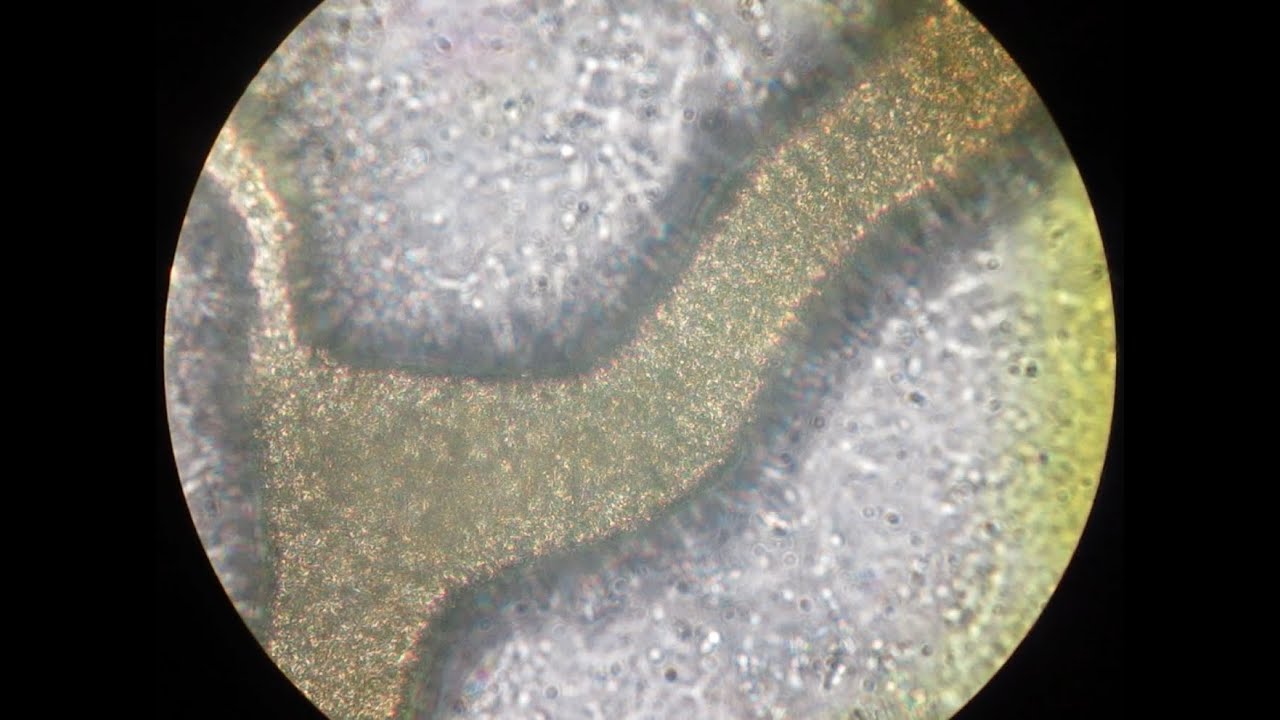 Cytoplasmic Streaming in Physarum Polycephalum