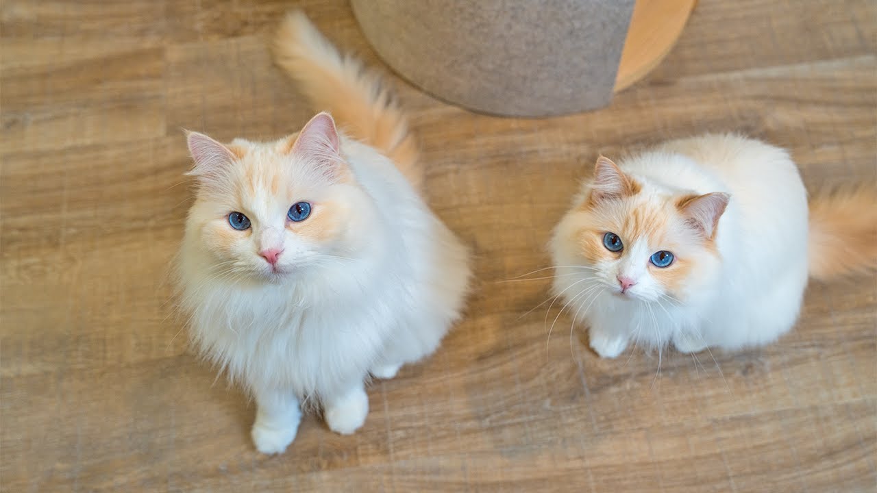 Do Cats Miss You when You Go on Vacation | The Cat Butler