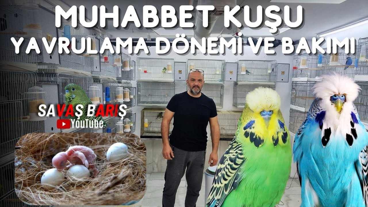 Muhabbet Kuşu Yavru Dönemi ve Bakımı - Kuluçka Zamanı Yumurtlama Evresi.