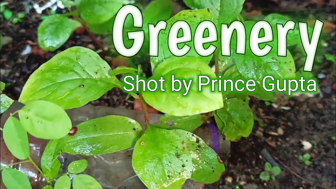 Shot by Prince Gupta - Greenery