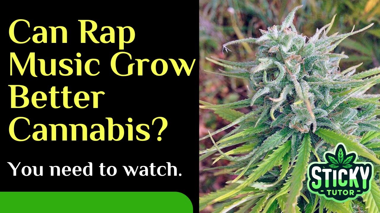 Can Playing Rap Music Grow Better Cannabis Plants?