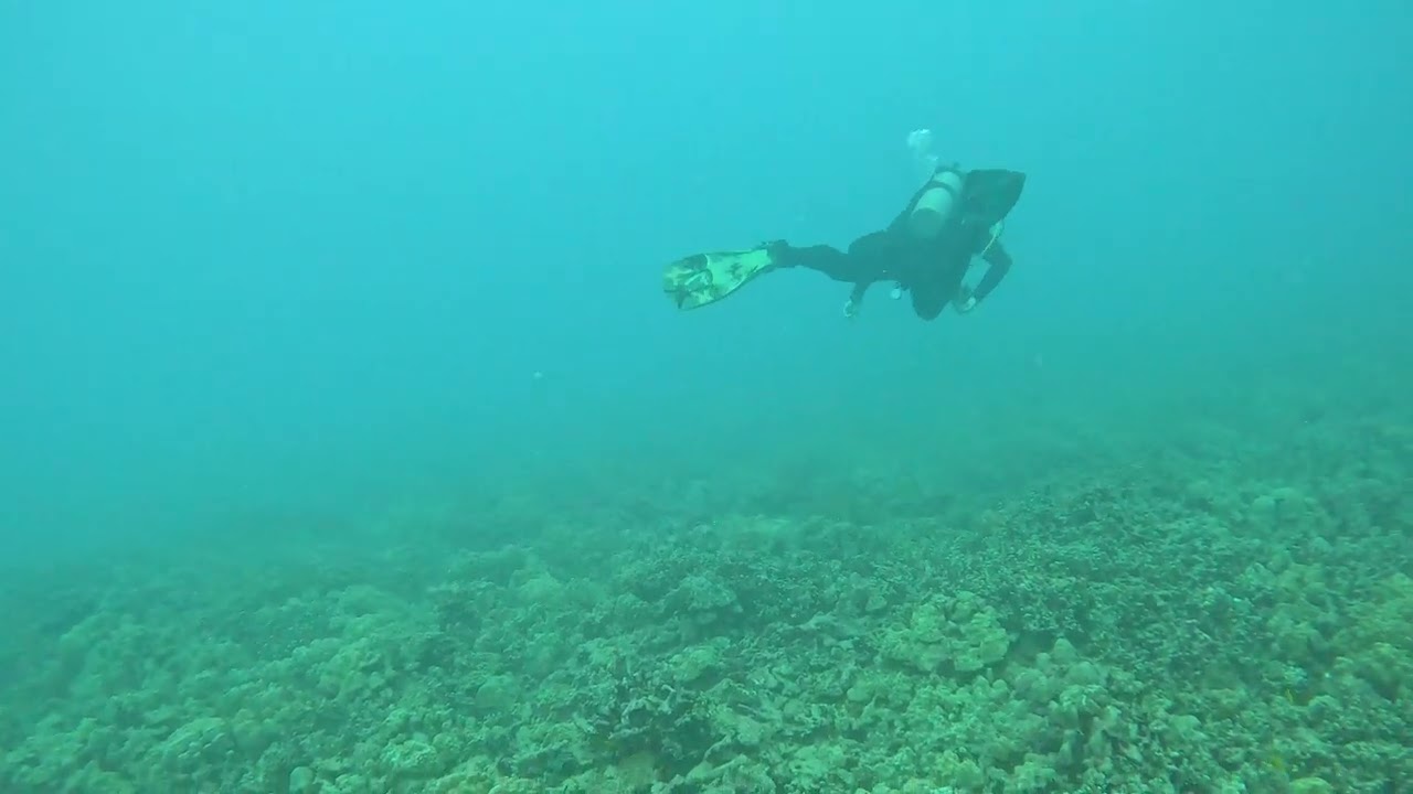 Rojo Reef 8/12/25 #2