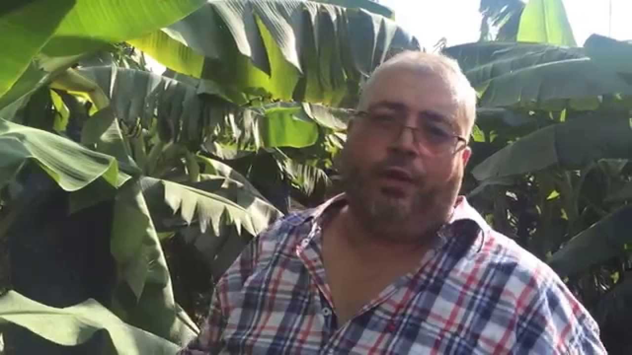 نجاح زراعة الموز في التربة الجيرية المتأثرة بالأملاح المسمدة بنايل فرتيل. م. ياسر نور الدين.