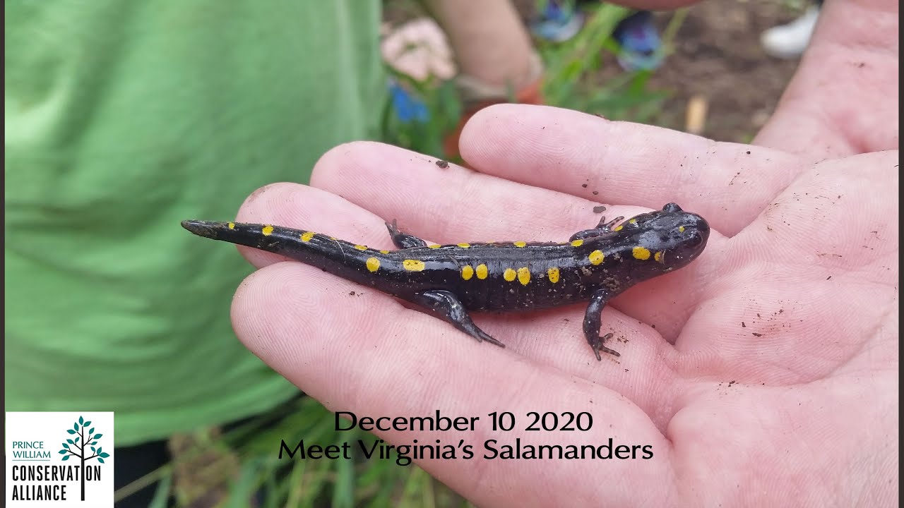 Meet VA's Salamanders
