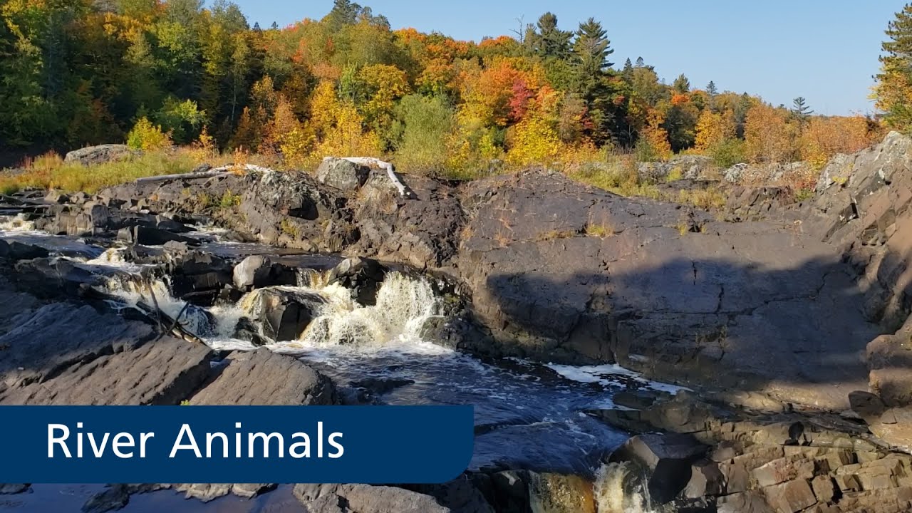 River Animals at Jay Cooke State Park