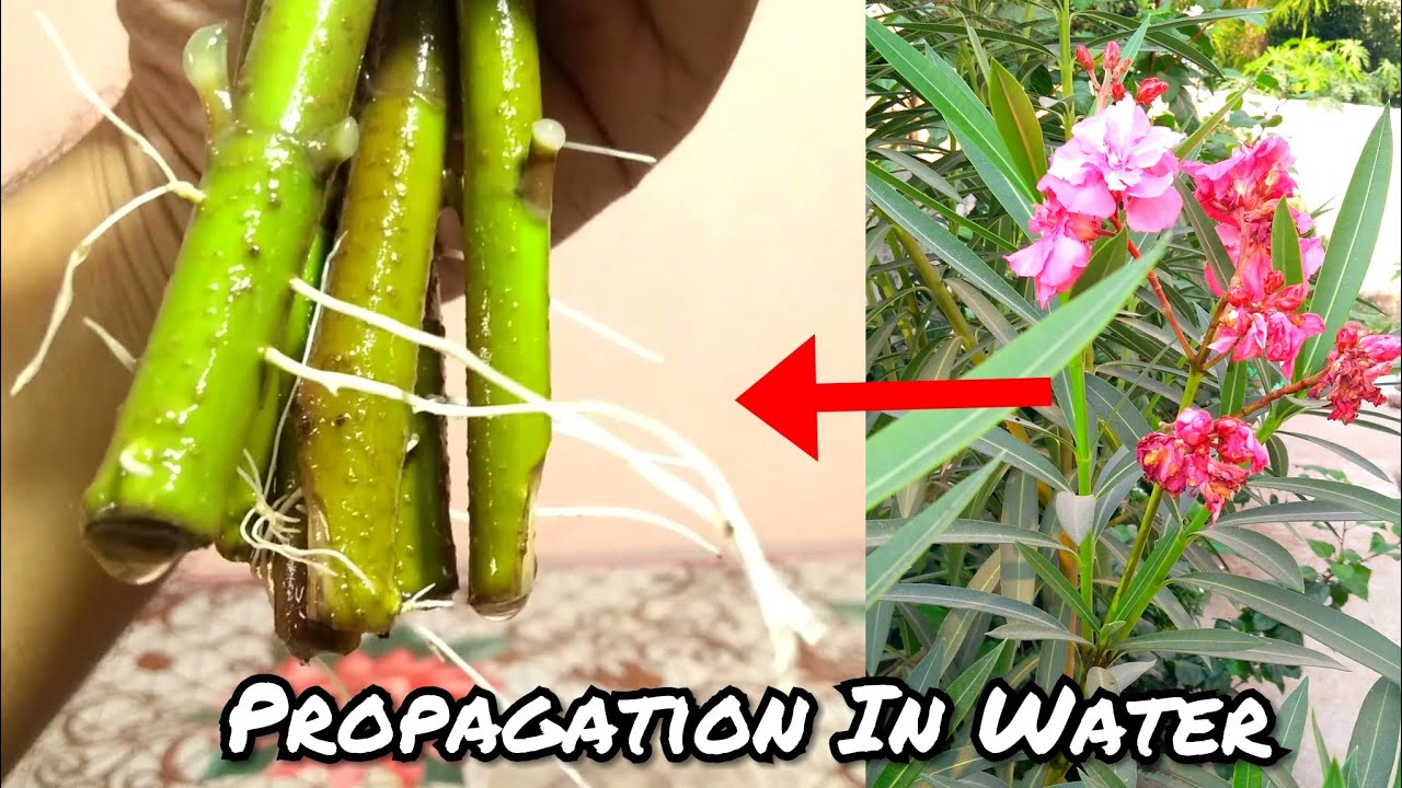 How To Grow Oleander Plant From Cutting || Propagation Of Oleander In Water