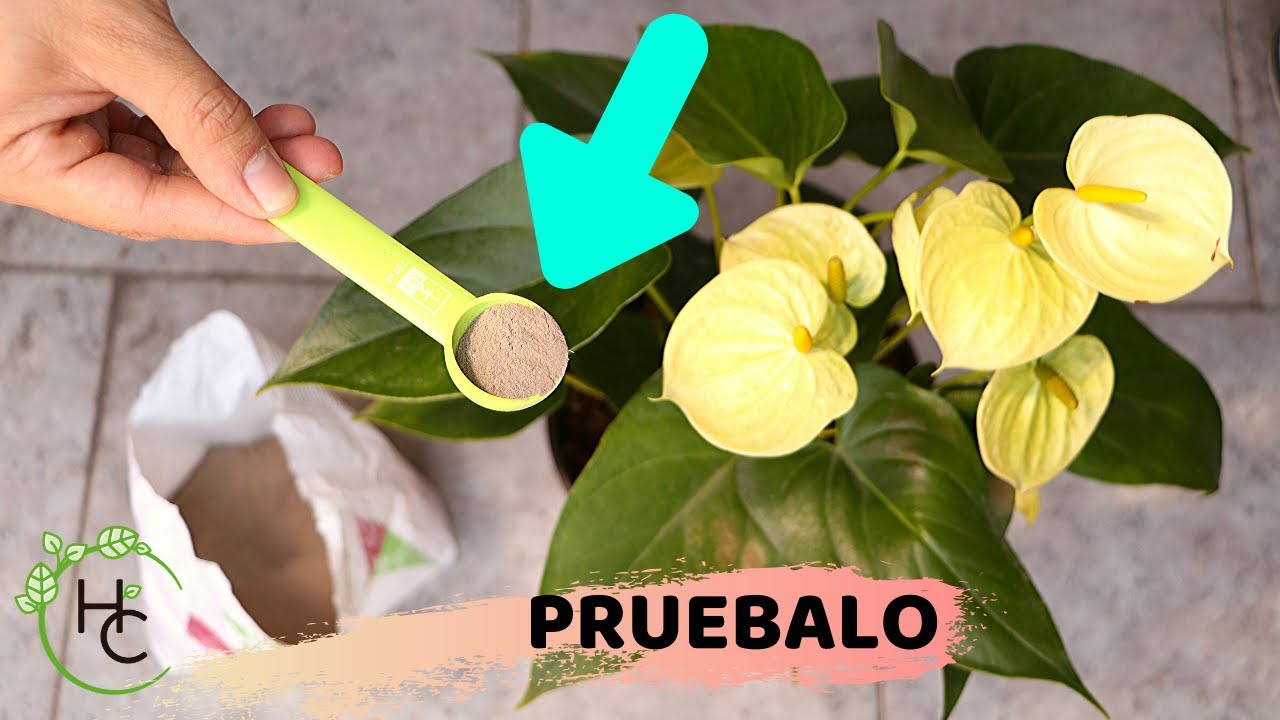APRENDE A APLICAR MICORRIZAS A TUS PLANTAS Y SORPRENDETE || HUERTO CITADINO