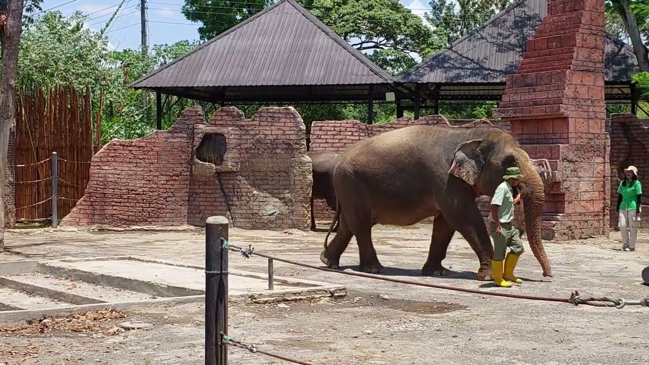 Hanan dan Habibi menonton pertunjukan gajah di solo safari