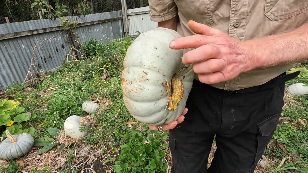 Autumn Garden & Harvest