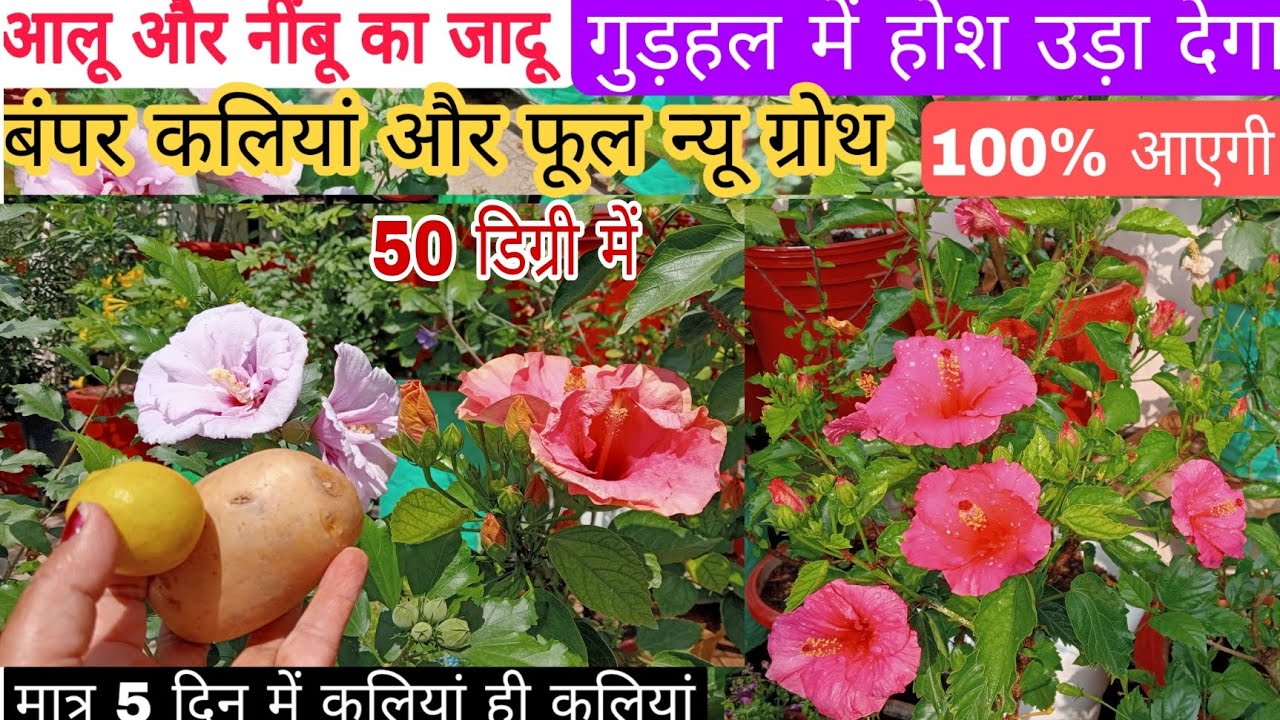 गुड़हल(Hibiscus) मैं एक नींबू और आलू का जादू। 50 डिग्री में भी फूल ही फूल कलियां ही कलियां fertilizr