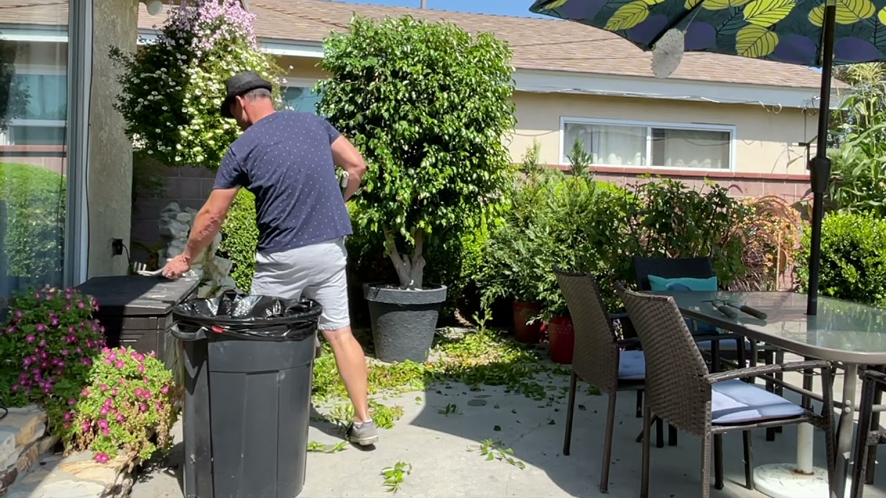 Ficus Trim Time! || Gardening With The Williams'