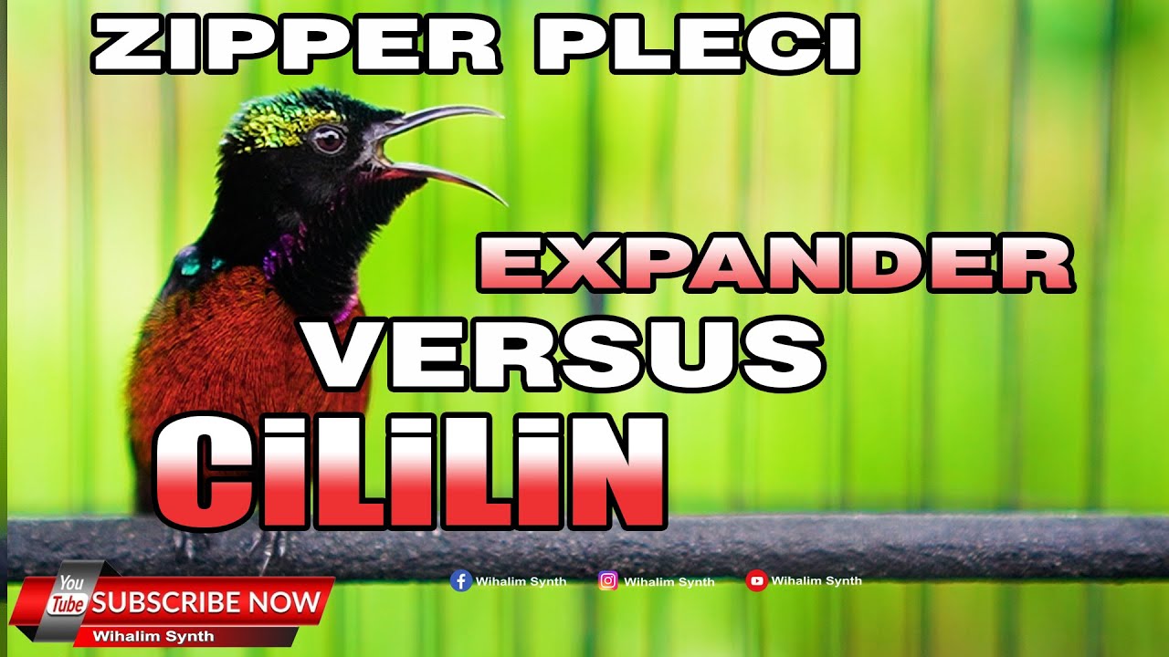MASTERAN KONIN GACOR FULL ISIAN CILILIN VERSUS ZIPPER PLECI EXPANDER - COCOK UNTUK PANCINGAN KOLIBRI