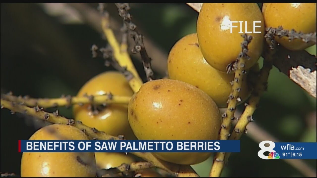 Why would someone steal 800 lbs. of saw palmetto berries?