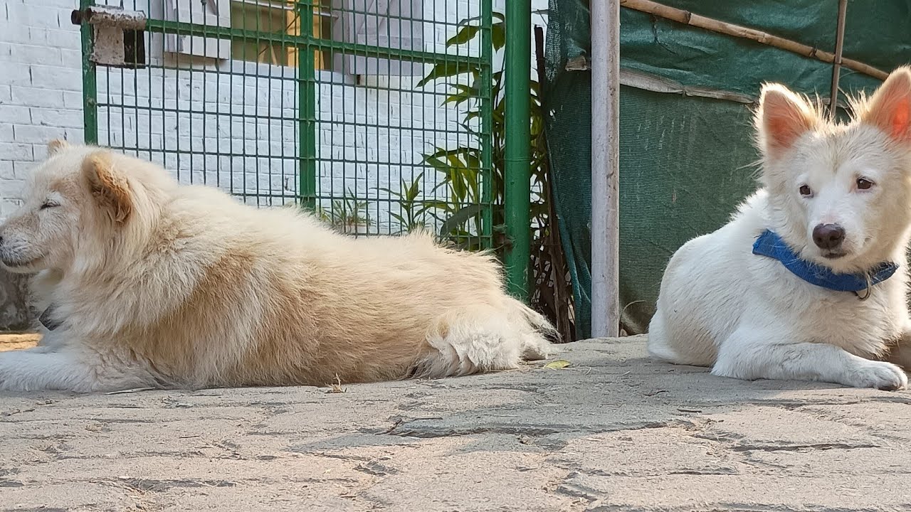 Life with Dogs is live coco chiku tuntuni tuntuni coco coco kindness