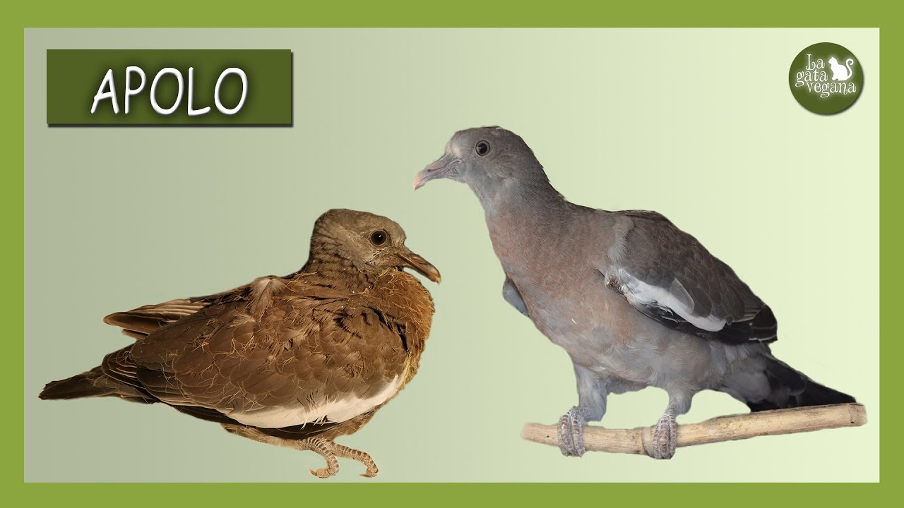 LA HISTORIA DE LA PALOMA TORCAZ APOLO | RESCATADA DE BEBÉ CON COCCIDIOS HASTA SU LIBERACIÓN | AVES