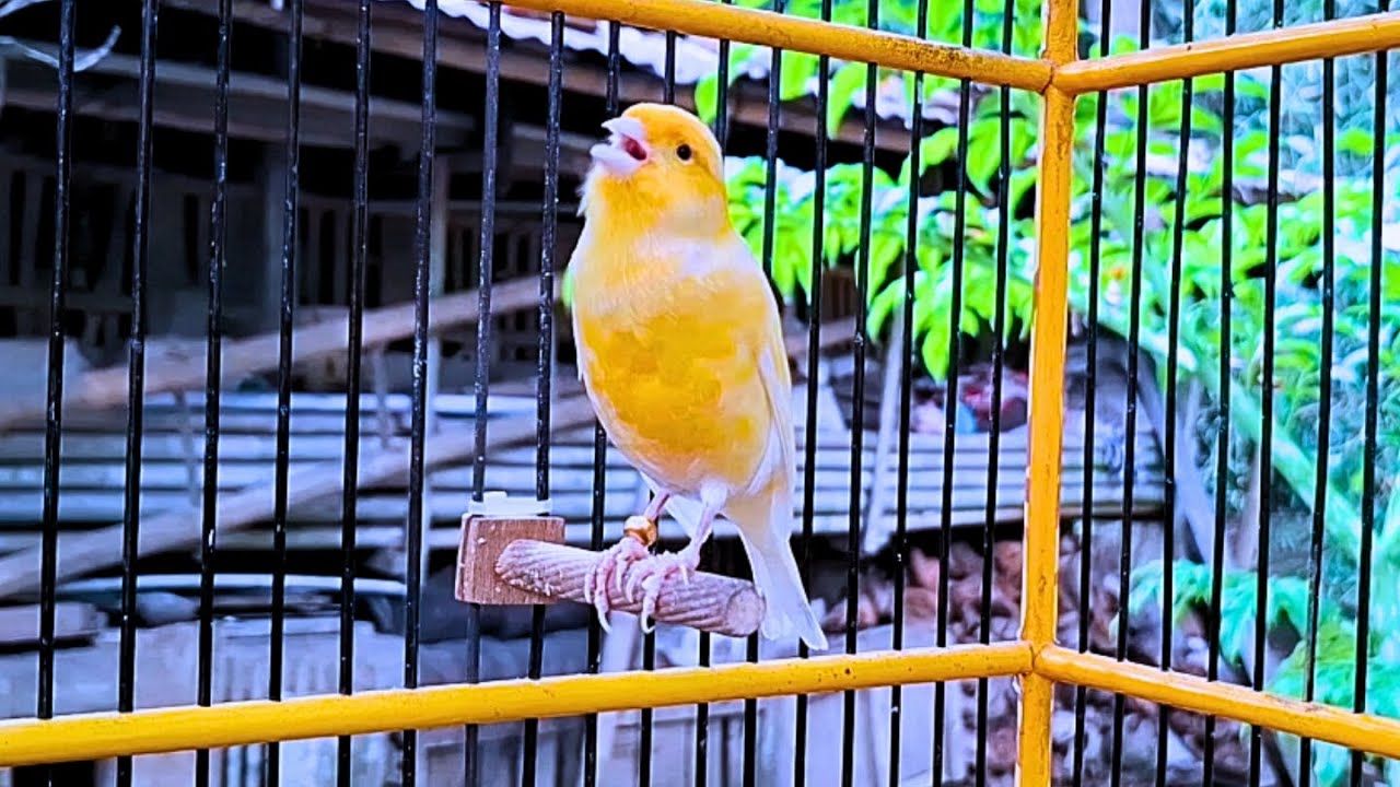 Your Canary Calls And Tempts All The Canaries to Sing