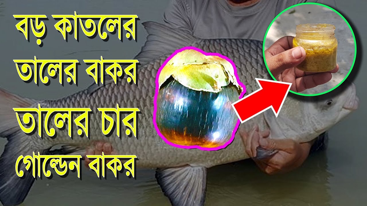বড় কাতল মাছ ধরার তাল বাকর তালের চার Amazing Tal Bakor Tal Char Full Process For Catla Fishing