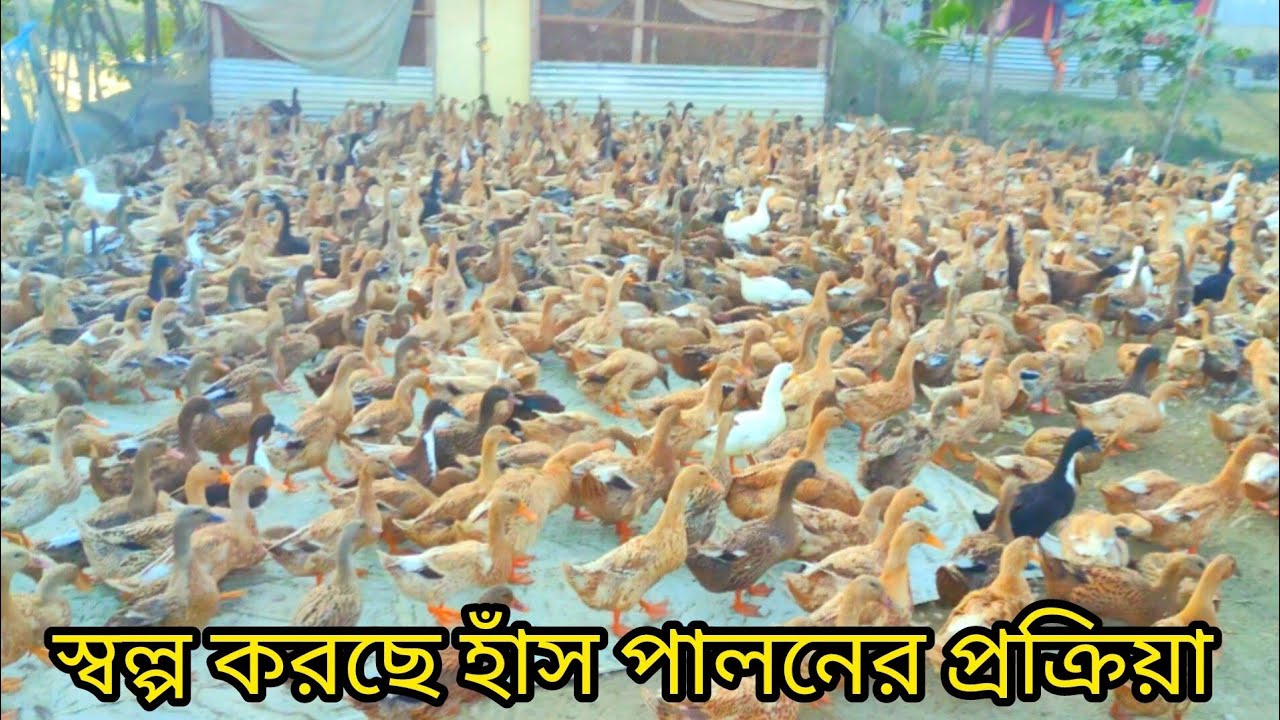 স্বল্প করছে হাঁস পালন প্রক্রিয়া এবং full প্রসেসিং। 🦆🦆🦆