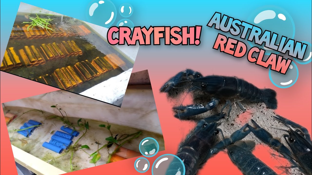 Crayfish (Australian Red Claw) Farm Tour! | 7/6/24 | Yem Tv | July 6, 2024