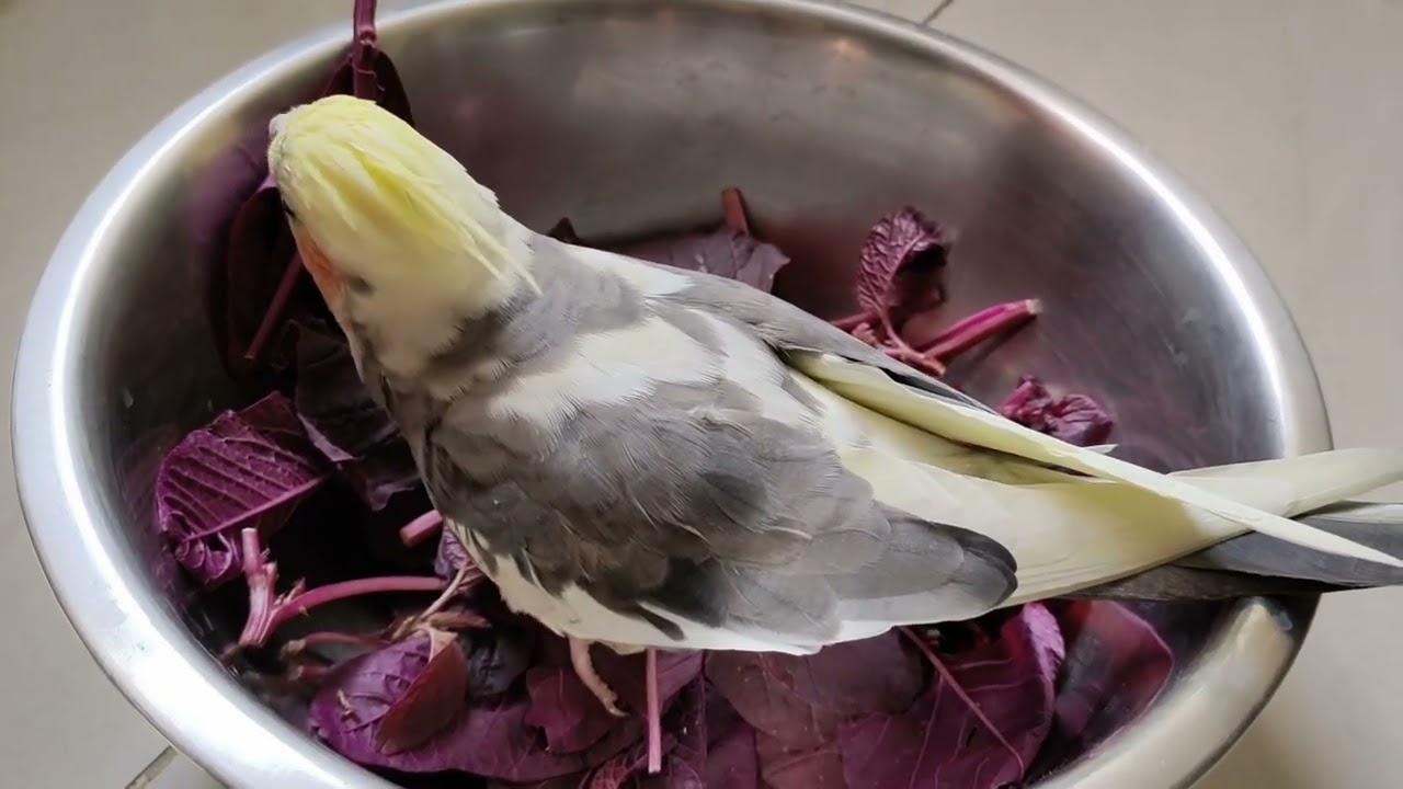 🐥Peekoo enjoying the greens from his rooftop garden 🏡😃