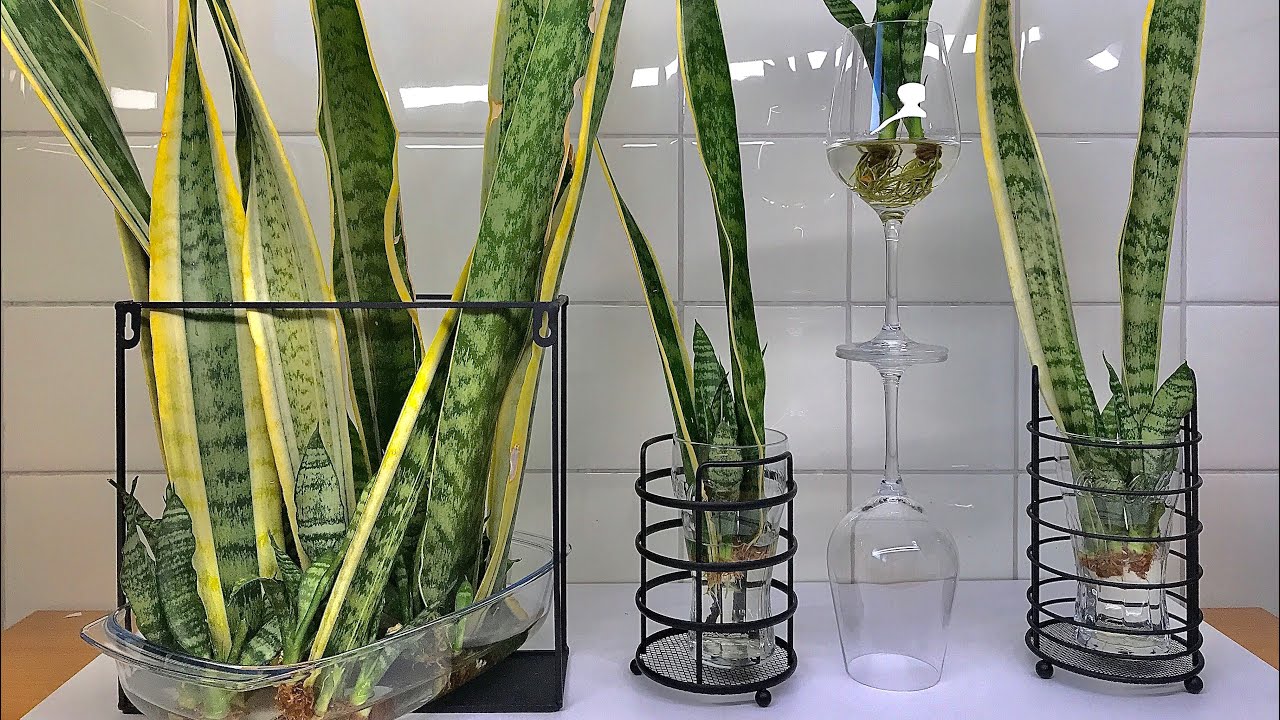 SNAKE PLANT PROPAGATION