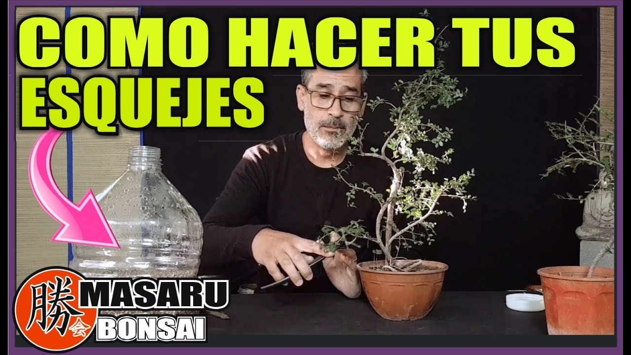 COMO HACER ESQUEJES DE OLMO CHINO CON BOTELLA PARA INVERNADERO SUPER FÁCIL