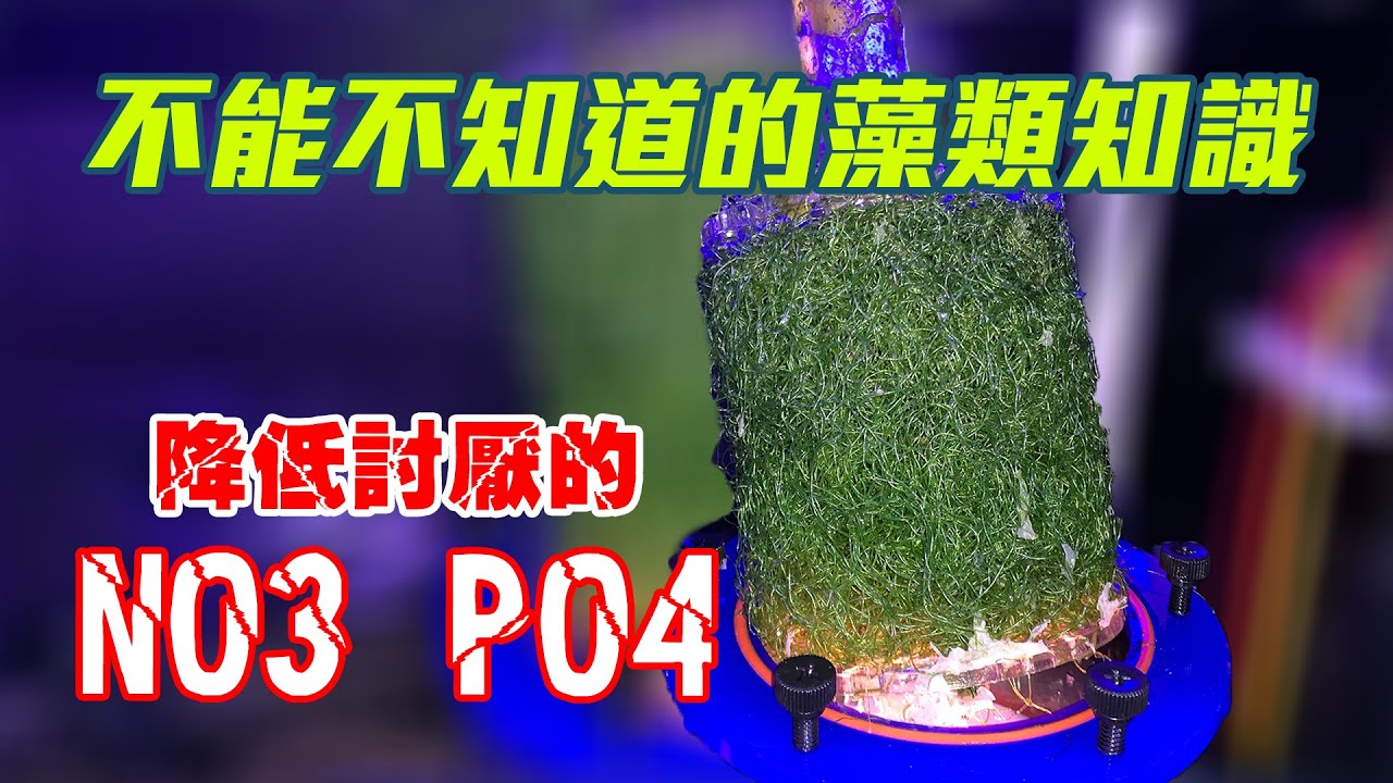 【藍箱水族】海水藻缸的基礎介紹與功能！ZOOX藻桶成果大公開！