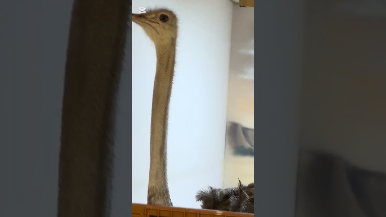 Mini zoo at at wathba uae ❤️❤️❤️